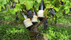 Côtes de Meuse Rouge,Gris et Blanc + vigne